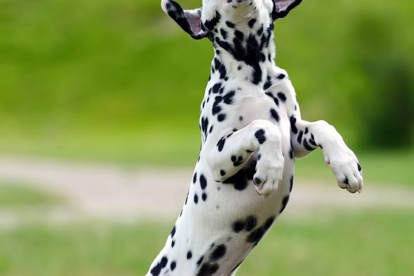 dalmatian-dog-outdoors-in-summer-PRZEDG4.jpg dalmatian-dog-outdoors-in-summer-PRZEDG4.jpg