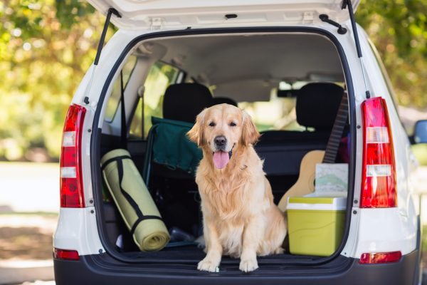 domestic-dog-sitting-in-the-car-trunk-P7XGLZH.jpg domestic-dog-sitting-in-the-car-trunk-P7XGLZH.jpg