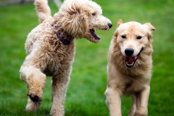 happy-golden-retreiver-dog-with-poodle-playing-PCABTBY.jpg happy-golden-retreiver-dog-with-poodle-playing-PCABTBY.jpg
